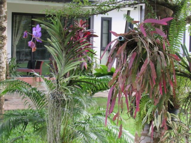 B&B Forest Hill Khao Yai Noen Hom Exterior foto